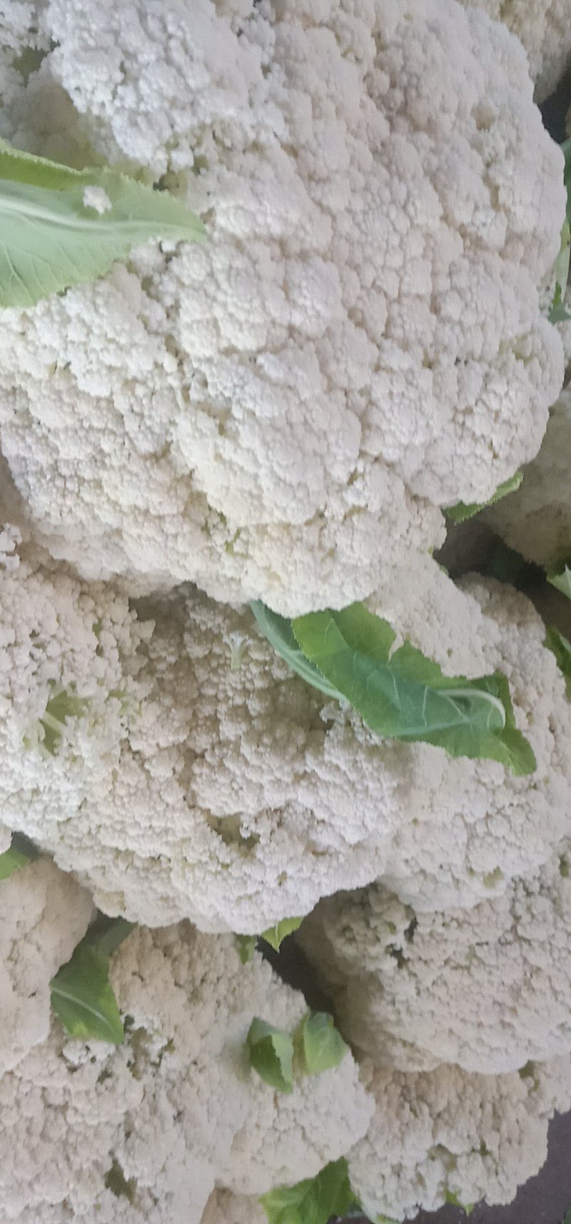 精品有机花菜，全国各地带收，专业代发，诚信经营。