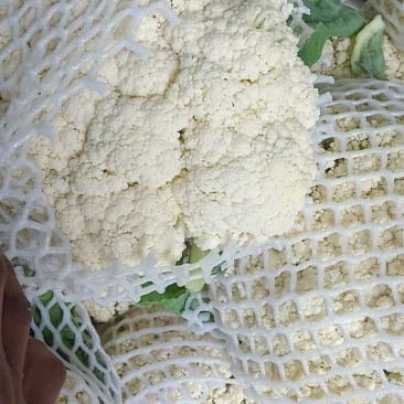 精品有机花菜，全国各地带收，专业代发，诚信经营。