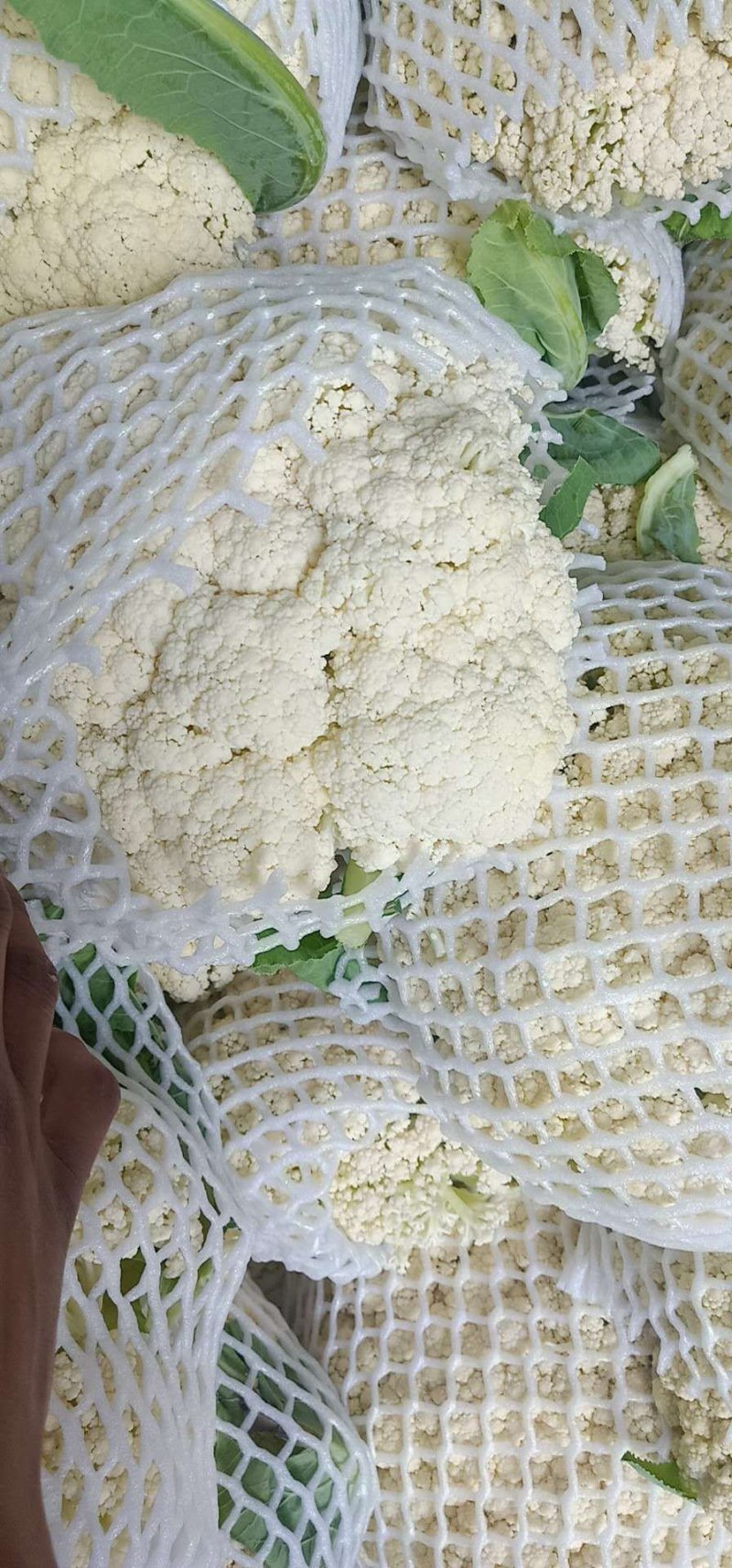 精品有机花菜，全国各地带收，专业代发，诚信经营。
