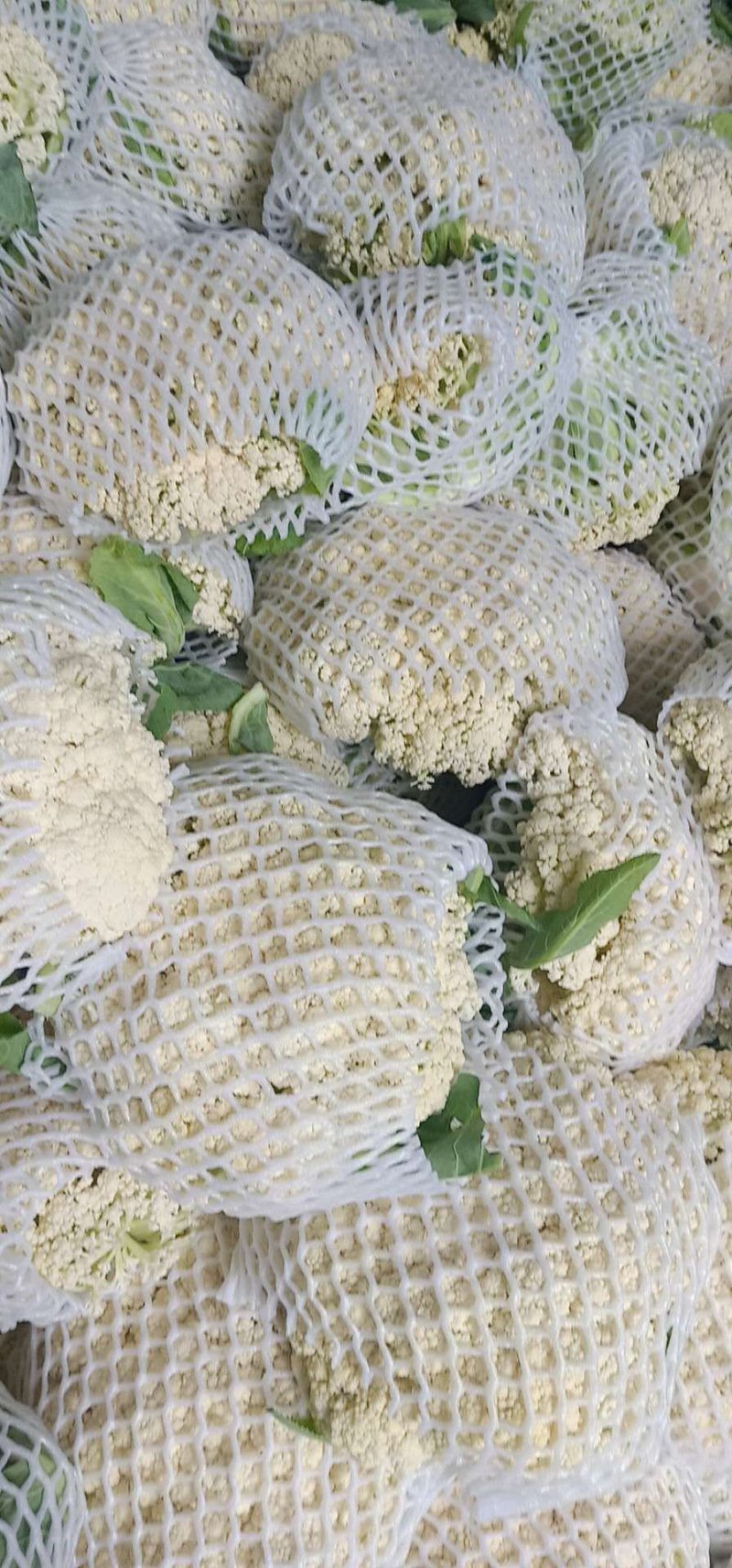 精品有机花菜，全国各地带收，专业代发，诚信经营。