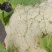 精品有机花菜，全国各地带收，专业代发，诚信经营。