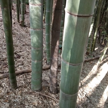 粉金竹用途广泛做烟筒支架等等
