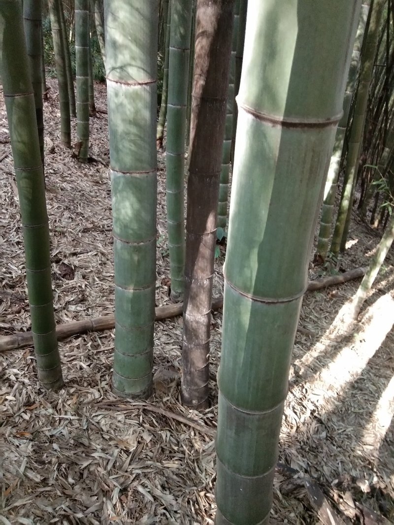 粉金竹用途广泛做烟筒支架等等