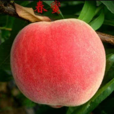 【好货源多多】春蜜桃树苗,自己家的苗圃基地,保质保量