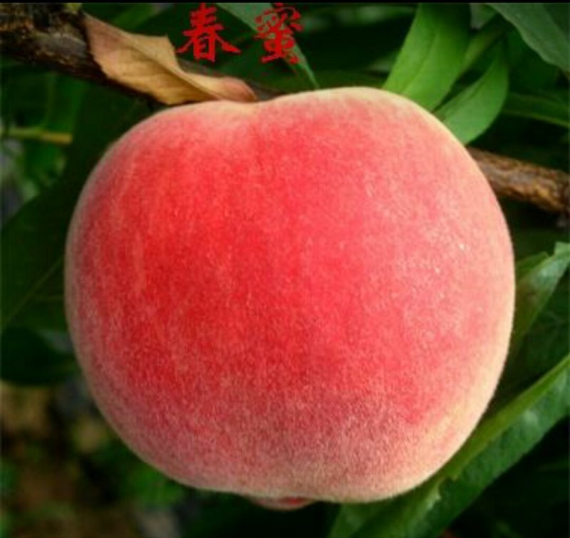 【好货源多多】春蜜桃树苗，自己家的苗圃基地，保质保量