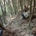 粉金竹用途广泛做烟筒支架等等