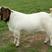 大型养殖基地种羊，优质山羊种羊，纯种波尔山羊生态散养