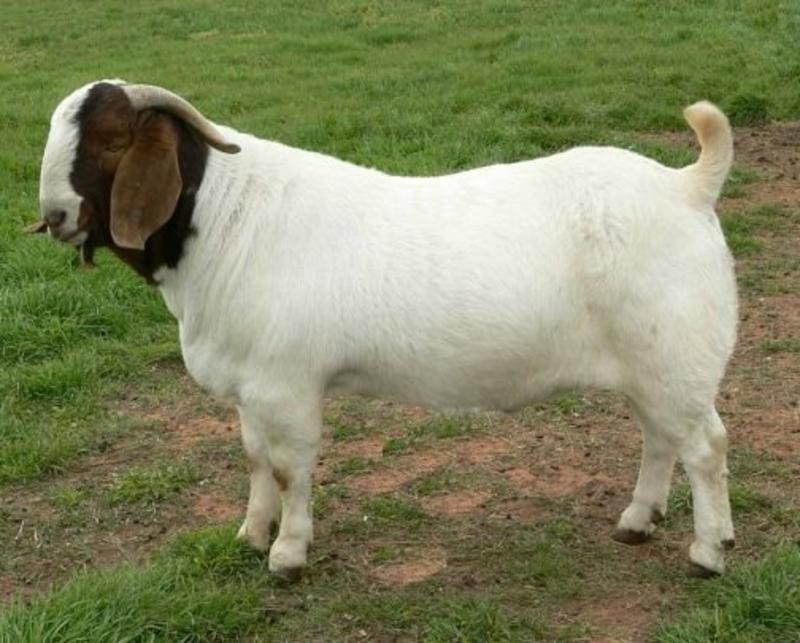 山东活羊肉山羊体格大生长快肌肉多脂肪少出肉率高