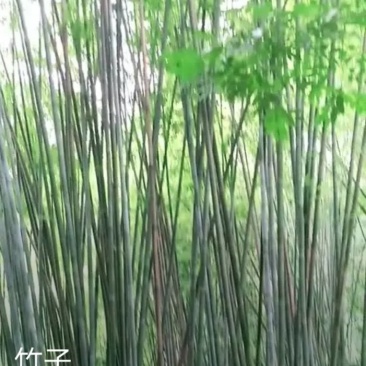 广宁竹子