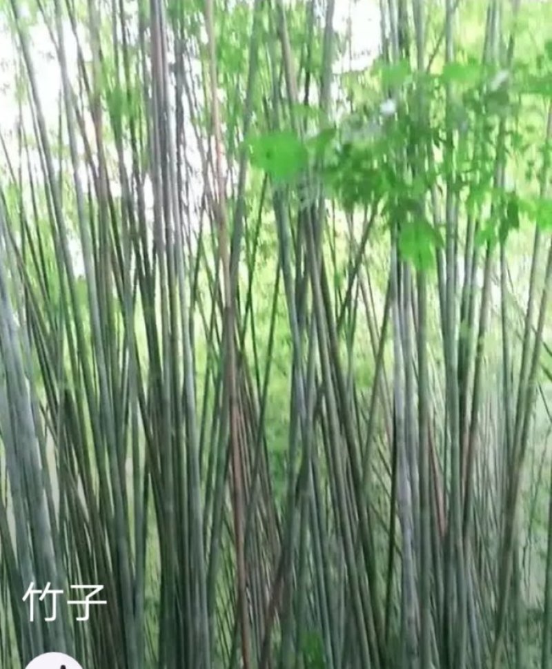 广宁竹子