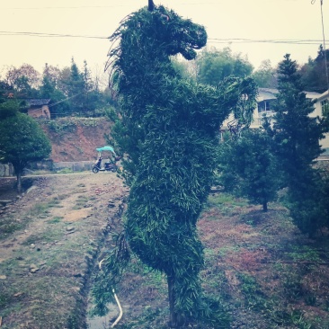 罗汉松动物选型