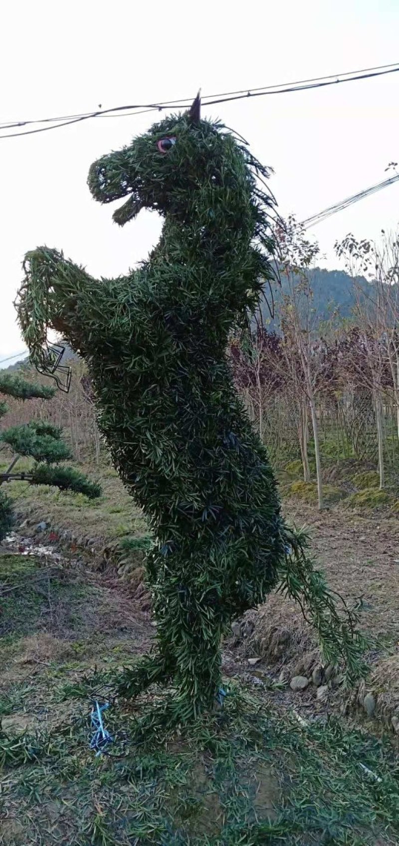 罗汉松动物选型