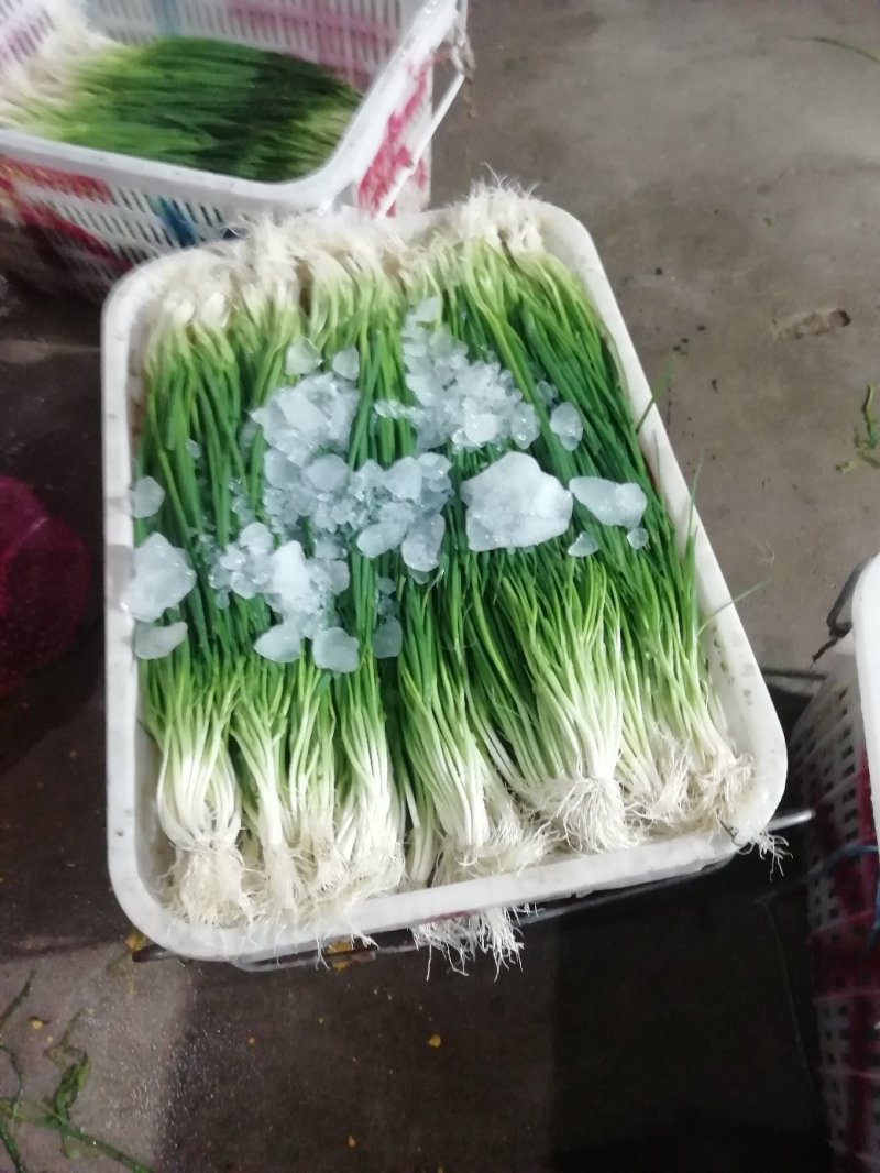 小葱