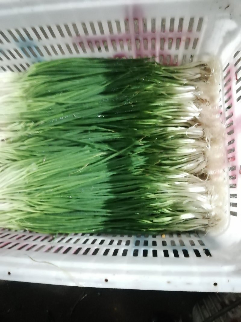 小葱