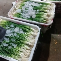 小葱