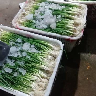 小葱