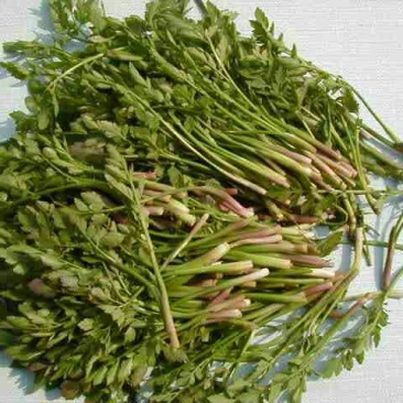 新鲜水芹菜