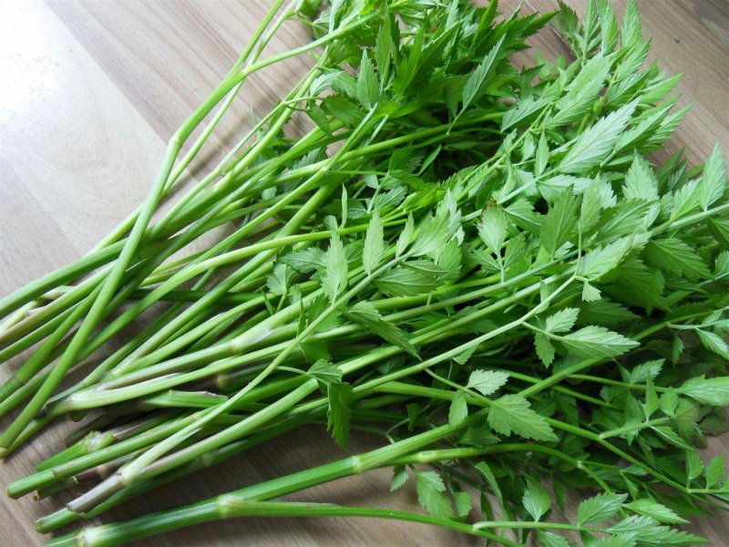 新鲜水芹菜
