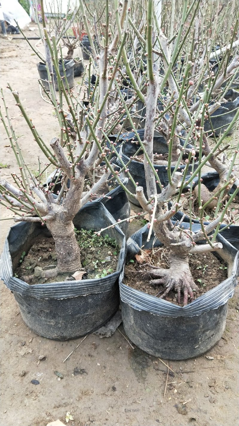 红梅老桩盆景带芽发货不用担心品种问题
