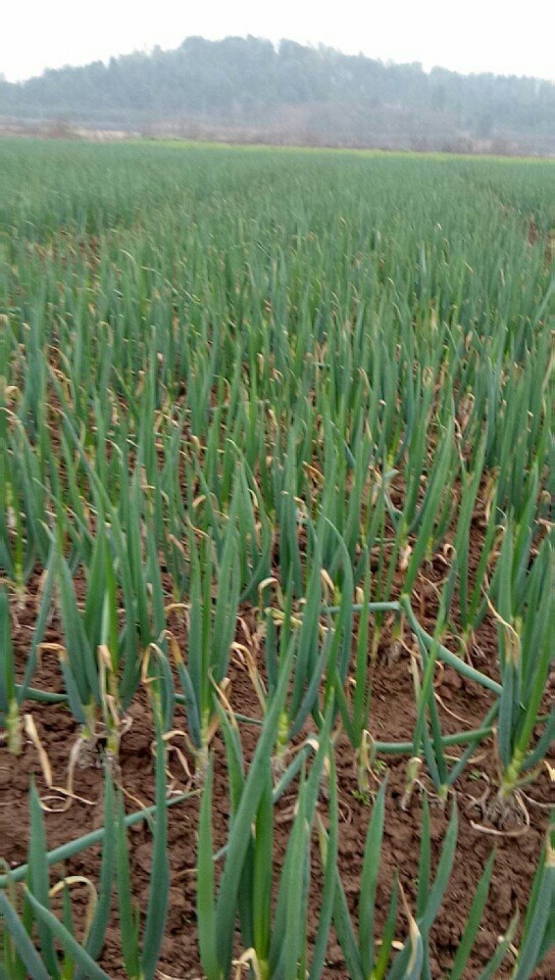 黄心大白菜