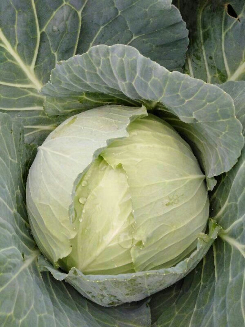 黄心大白菜