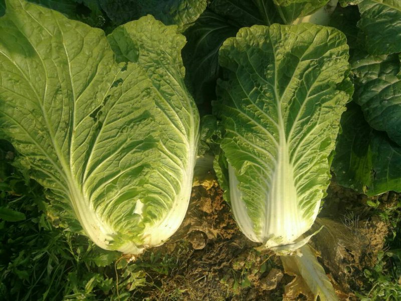 黄心大白菜