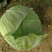 黄心大白菜
