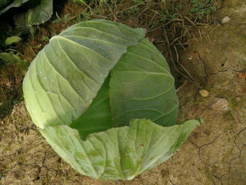 黄心大白菜