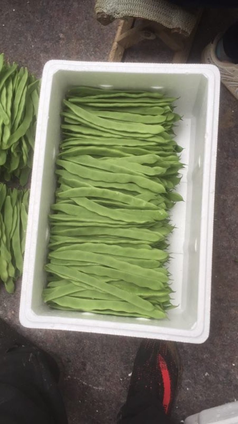 芸豆上市了，济南商河扁青芸豆大量现货供应
