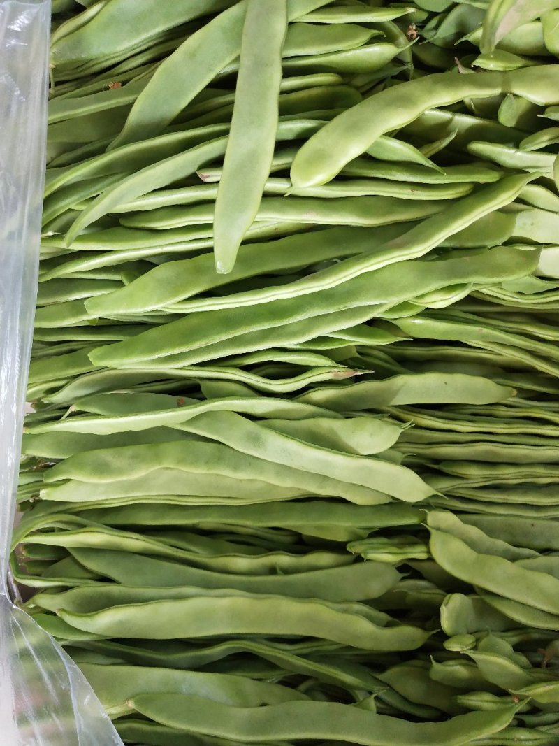 芸豆上市了，济南商河扁青芸豆大量现货供应