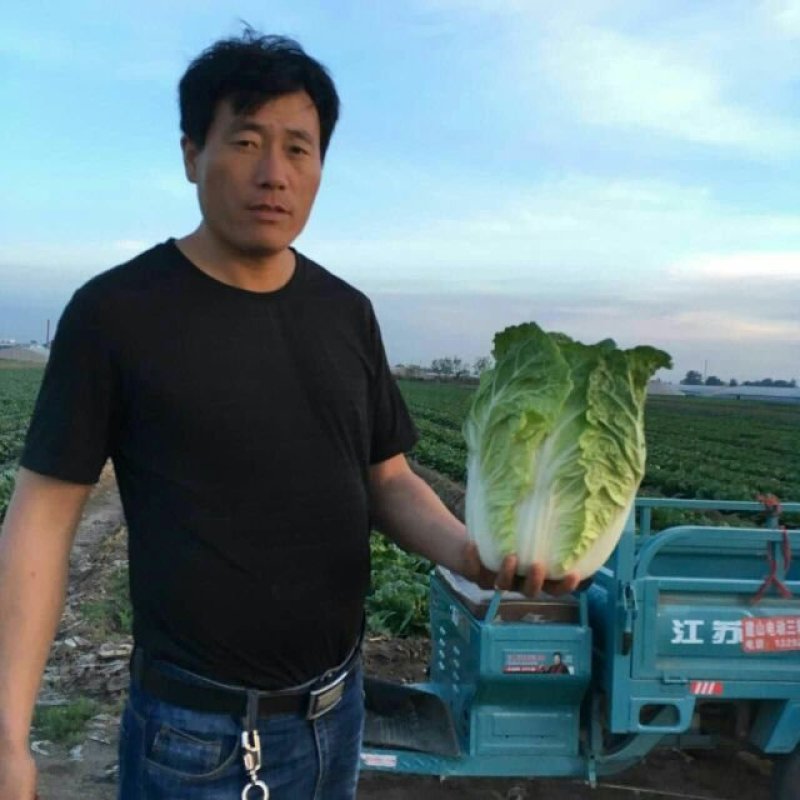 【精品】白菜北京三号黄心菜天津绿二包尖菜