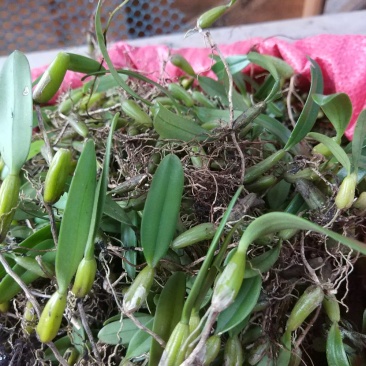 石橄榄，石仙桃，石虾深山全野生
