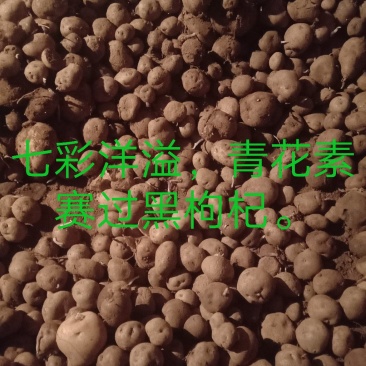 自己种的老品种七彩土豆，味道特别的香。