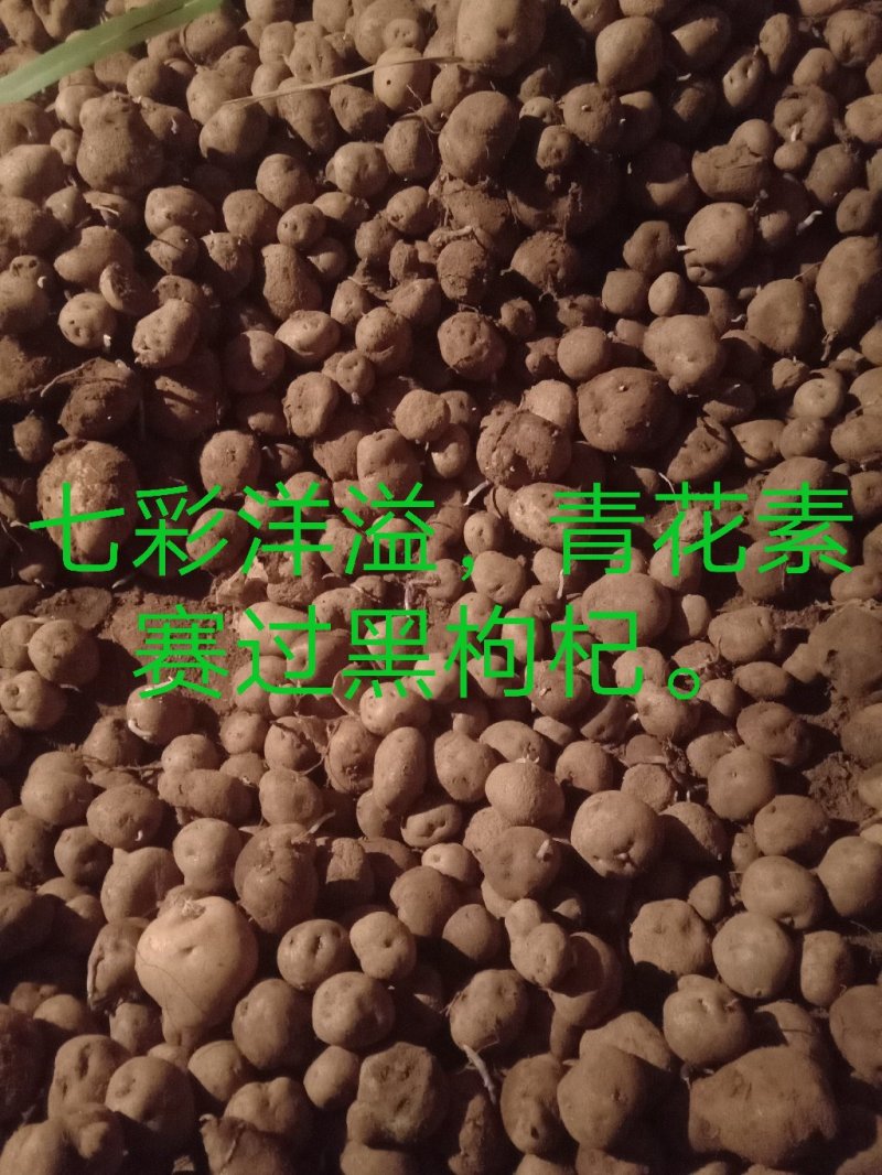 自己种的老品种七彩土豆，味道特别的香。