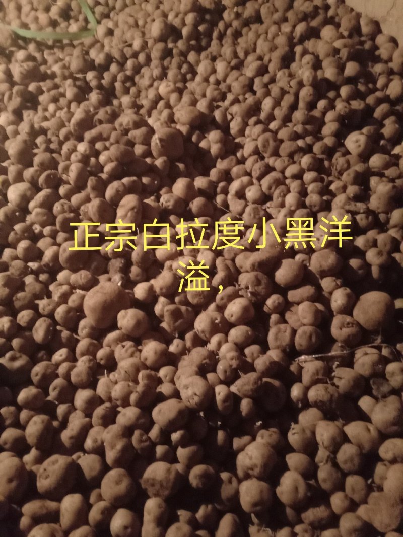 自己种的老品种七彩土豆，味道特别的香。