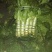 福建红莴苣皮薄肉绿无黑头裂口紫叶莴苣