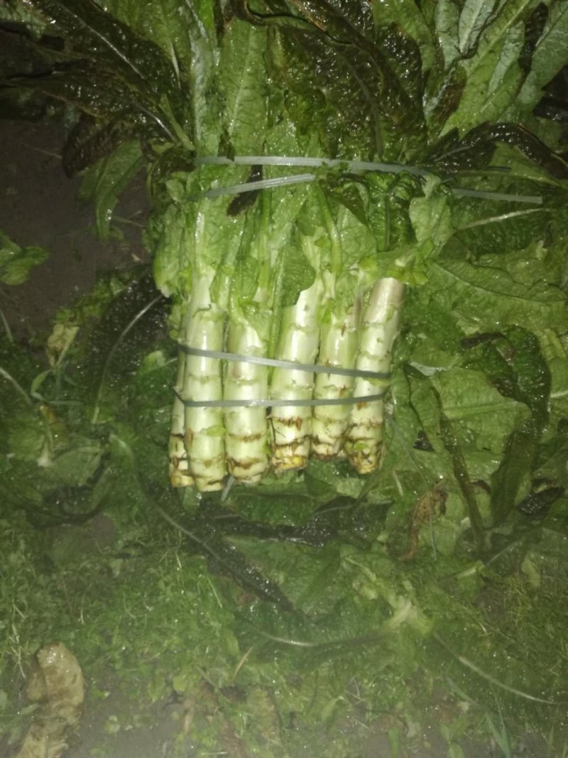 福建红莴苣皮薄肉绿无黑头裂口紫叶莴苣