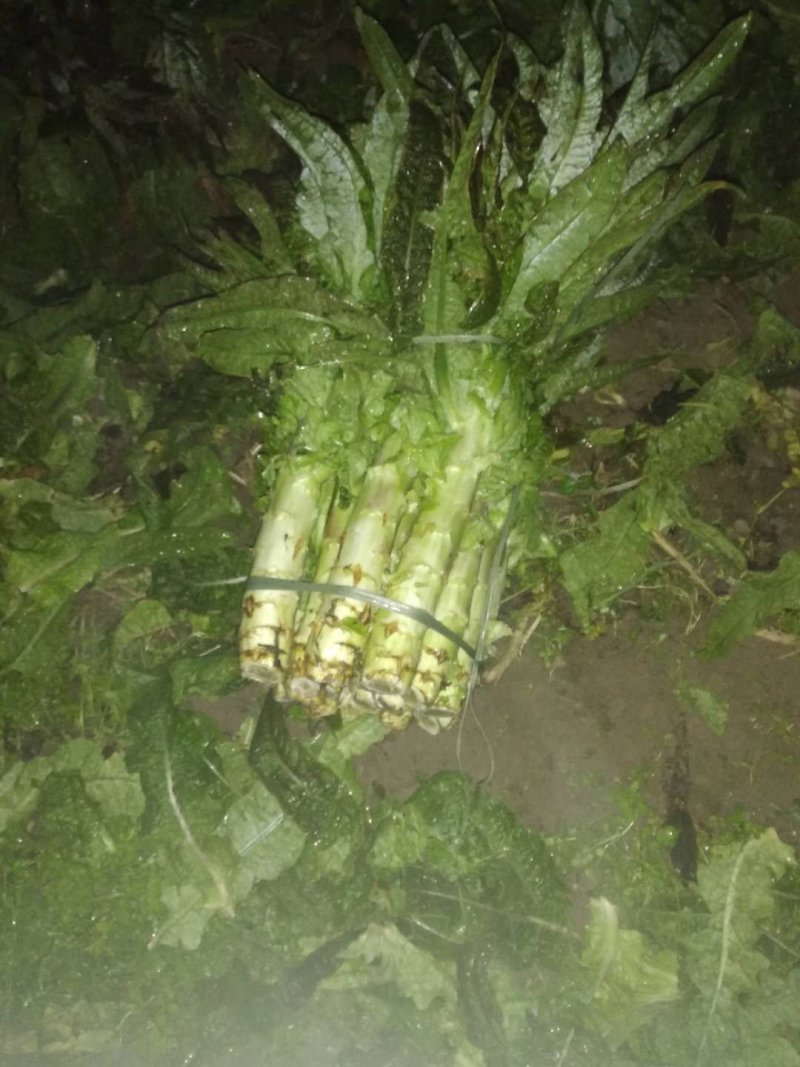 福建红莴苣皮薄肉绿无黑头裂口紫叶莴苣