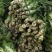 福建红莴苣皮薄肉绿无黑头裂口紫叶莴苣