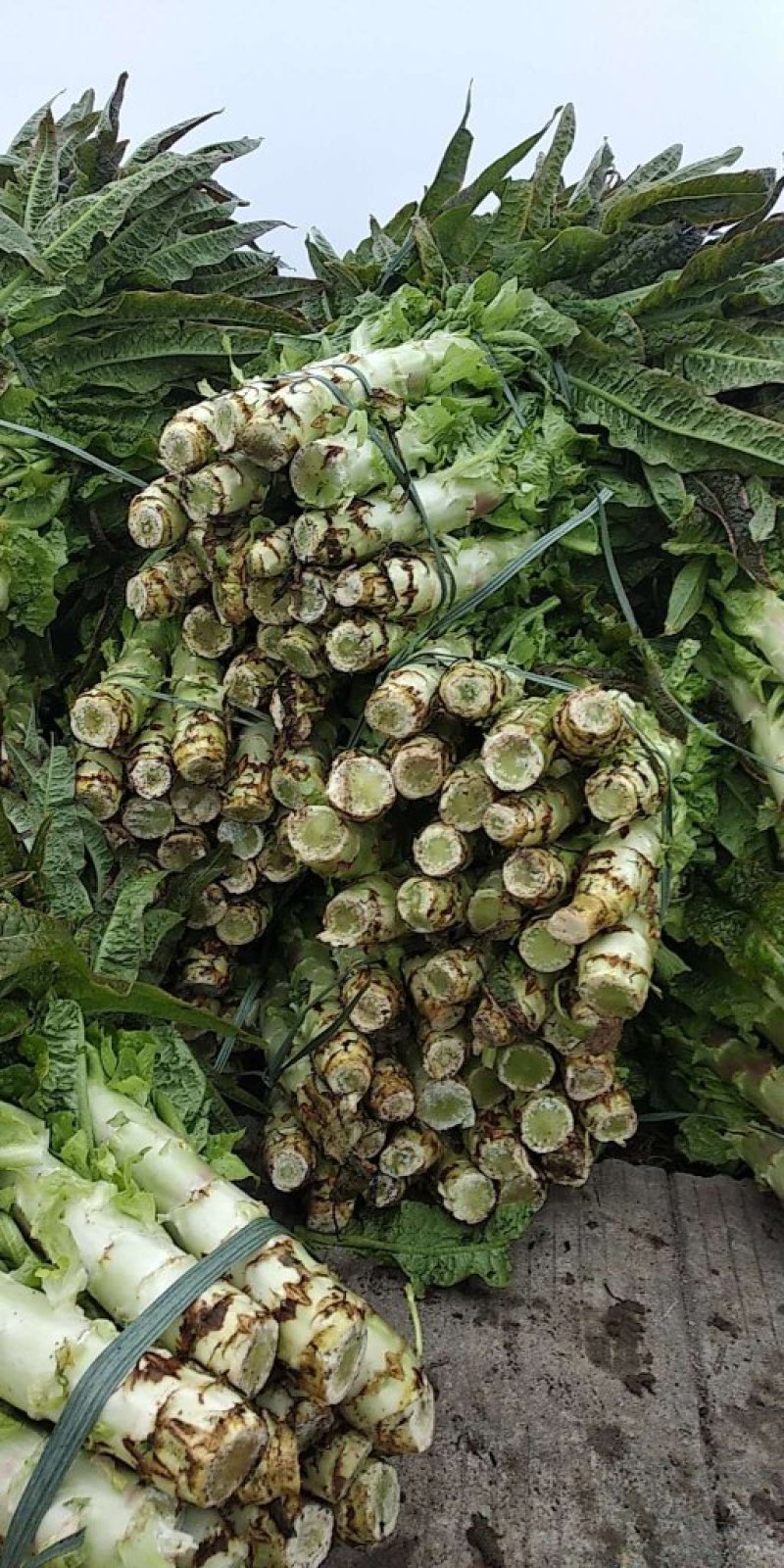 福建红莴苣皮薄肉绿无黑头裂口紫叶莴苣