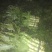 福建红莴苣皮薄肉绿无黑头裂口紫叶莴苣
