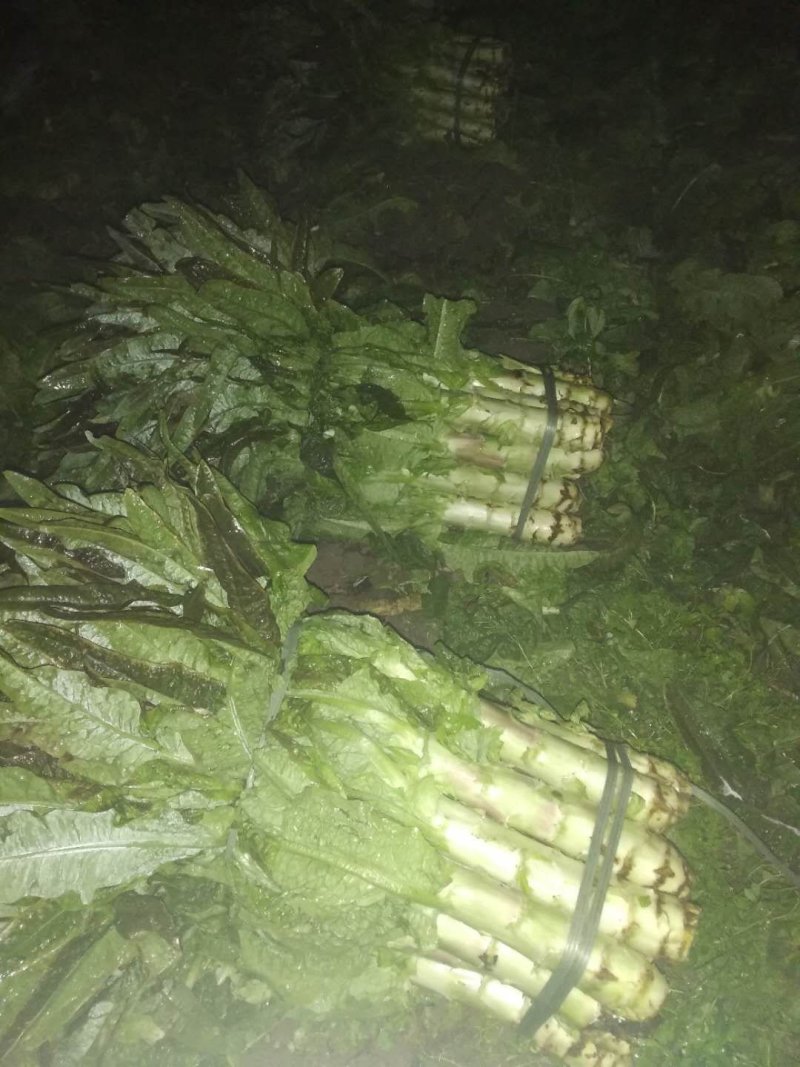 福建红莴苣皮薄肉绿无黑头裂口紫叶莴苣