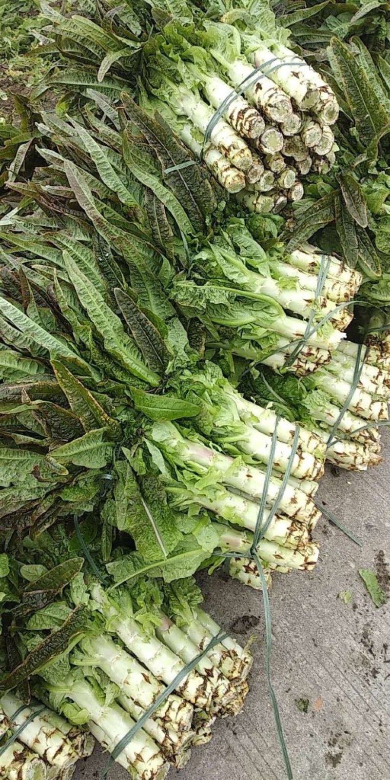 福建红莴苣皮薄肉绿无黑头裂口紫叶莴苣