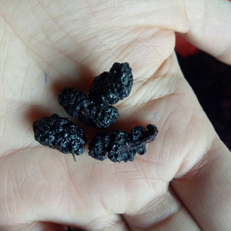 桑葚子干桑椹干水洗货可以直接食用包邮