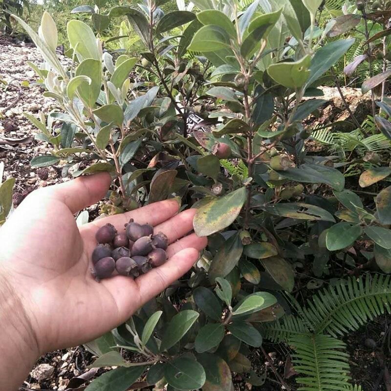 新品种桃金娘树苗山念子苗可泡酒的念果当年结果适合盆栽包售