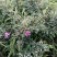 新品种桃金娘树苗山念子苗可泡酒的念果当年结果适合盆栽包售