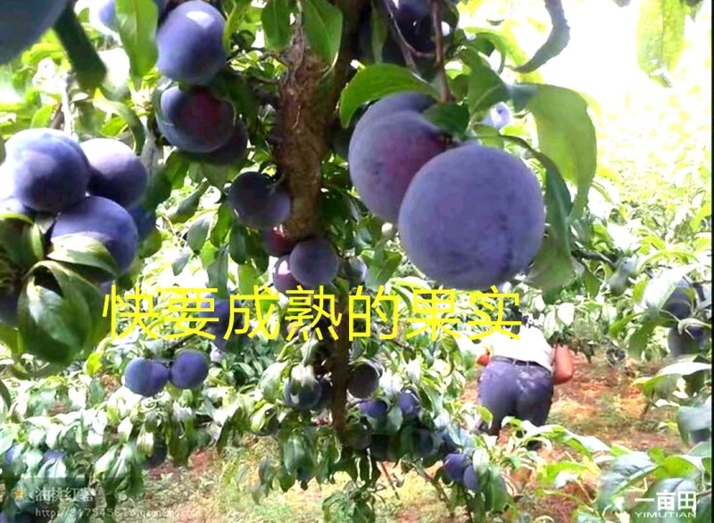 李子树苗黑宝石李子树苗大果型晚熟品种