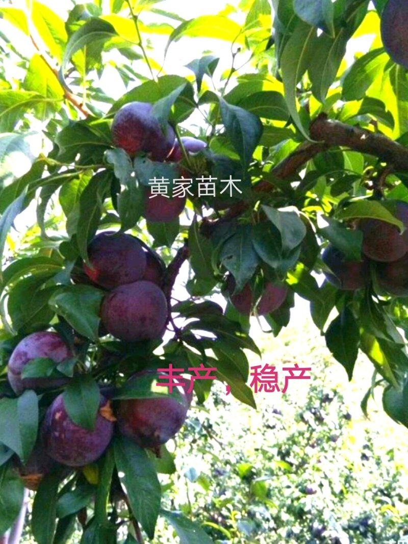 李子树苗黑宝石李子树苗大果型晚熟品种