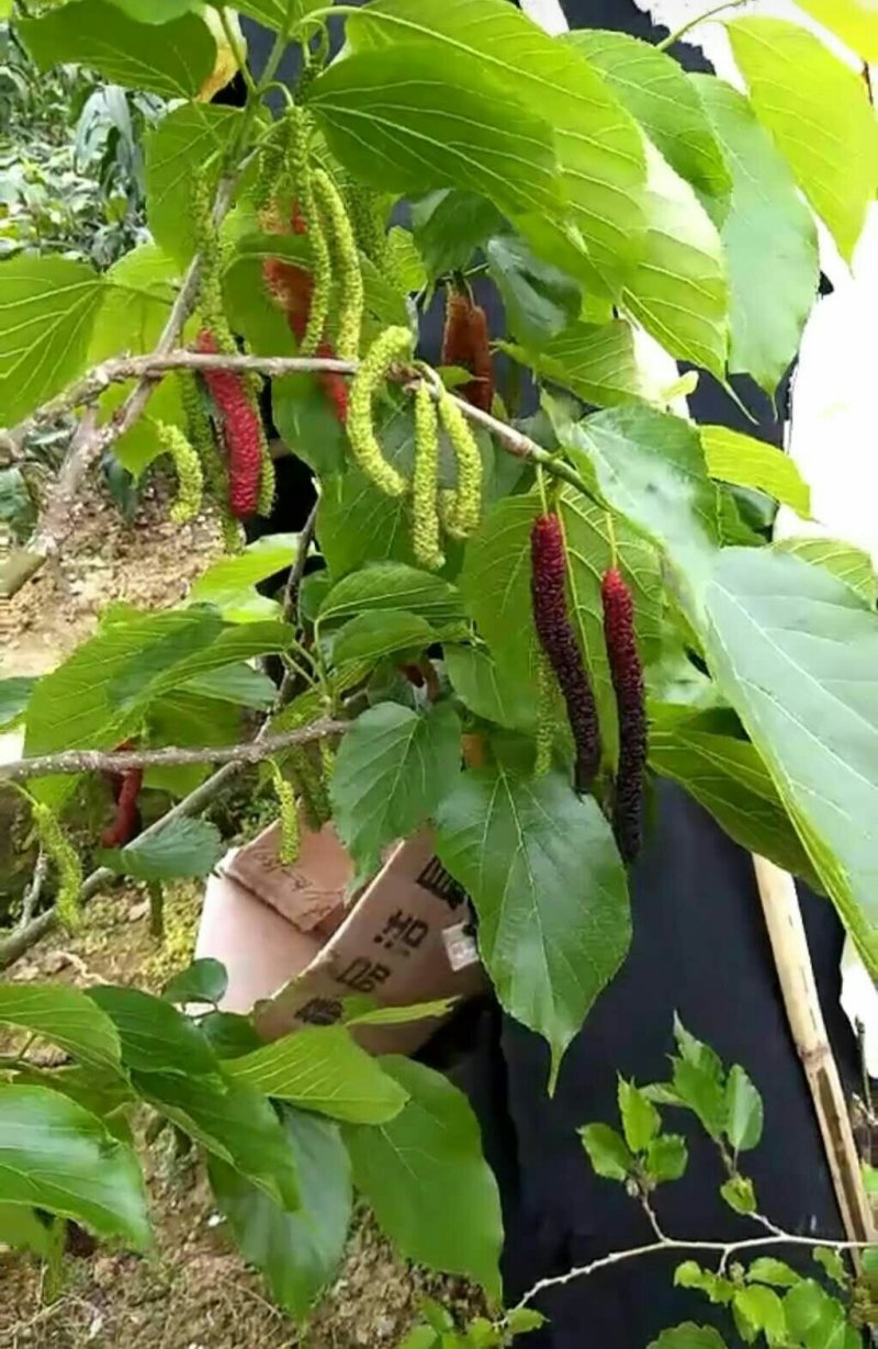 长果桑树苗大果桑树苗长果桑苗适合盆载庭院种植包邮