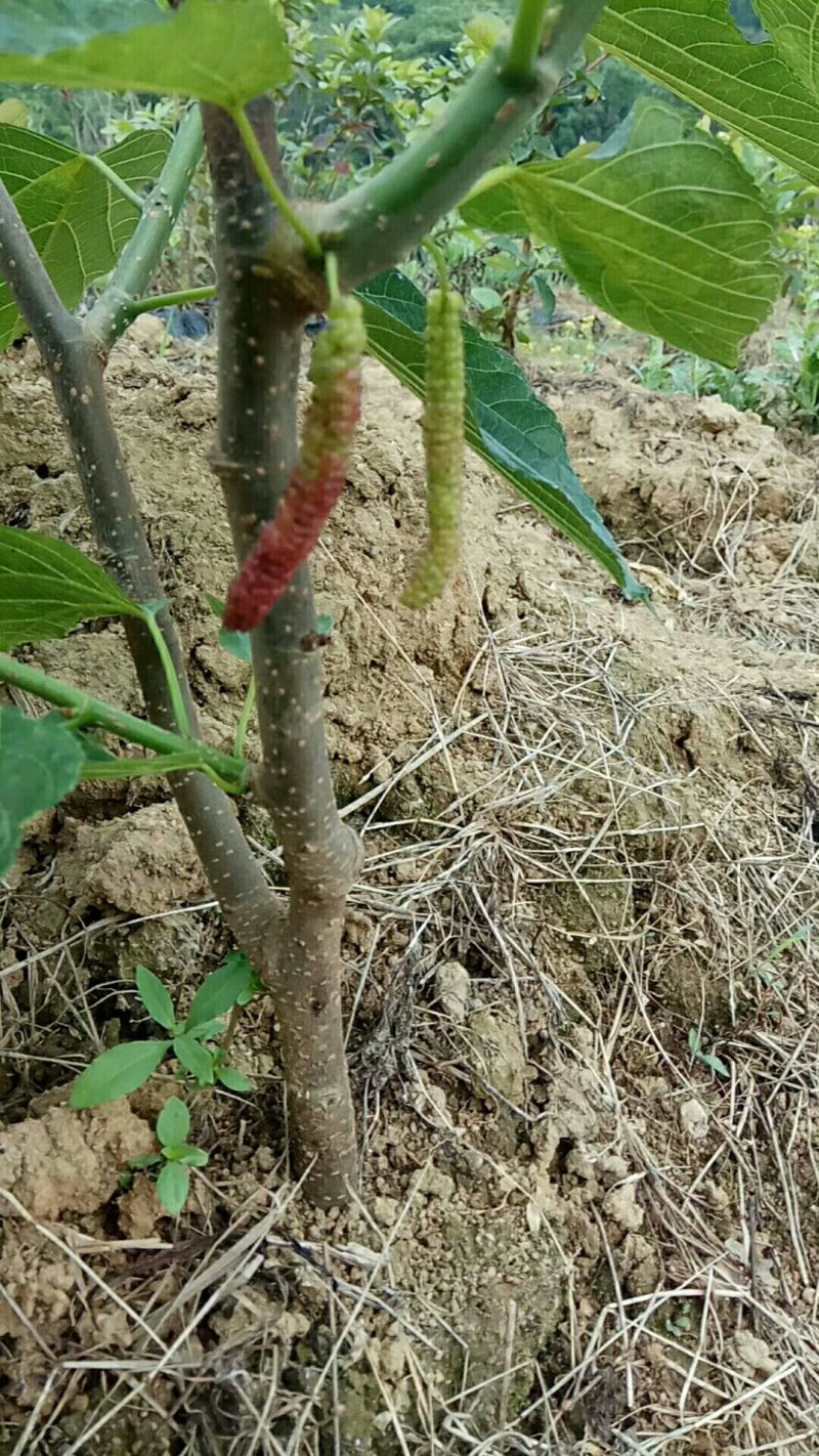 长果桑树苗大果桑树苗长果桑苗适合盆载庭院种植包邮